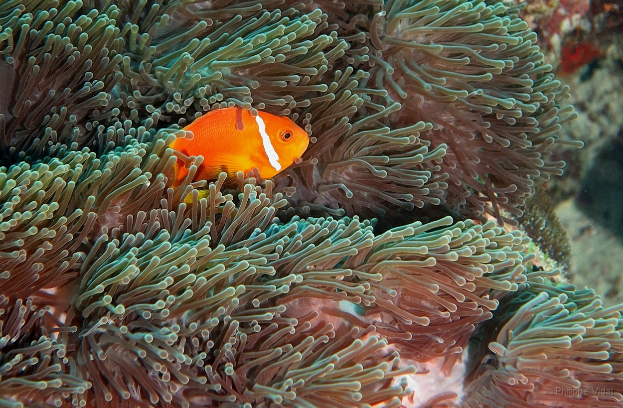 Velidhu - 2013_03_11 - IMG_0552rf_Poisson Clown des Maldives - Amphiprion Nigripe_Kuda reef_Plongee.jpg